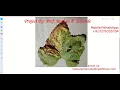 Grape Leaf Disease Detection Using CNN Convolutional Neural Network Python Project Source Code