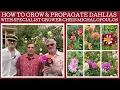 Download Lagu How to grow and propagate Dahlias with specialist grower Chris Michalopoulos!