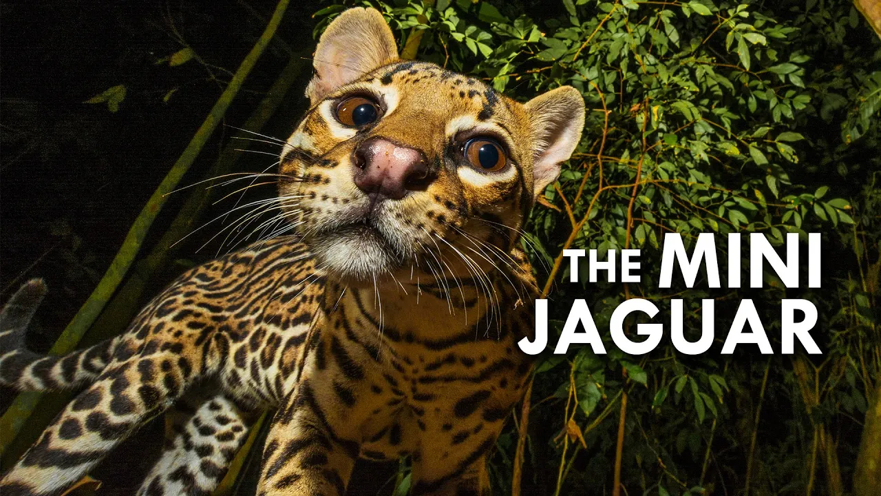 Ocelot: The Mini Jaguar