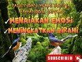 Download Lagu KETREKAN SETAN BIKIN MURAI JADI EMOSI BONGKAR MATERI!!!!