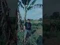 Download Lagu Lagu Viral Batak Lirik TikTok |Sega Do Hape Ito
