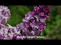 Download Lagu Музыка Для Души,, КОГДА ЦВЕТЁТ СИРЕНЬ,,  Музыка Сергей Грищук   #МУЗЫКА  #КРАСИВАЯМУЗЫКА