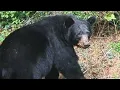 Bear Ruby Disenchanted