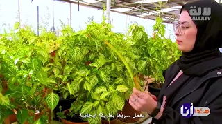 Meet Lydia The Young Woman With A Green Thumb لقاء ليديا الشابة ذات الإبهام الأخضر 