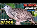 Download Lagu Perkutut Lokal Gacor RAJA PIKAT Ahlinya Bikin Semua Burung Perkutut Gacor Nyaut