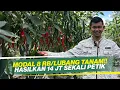 Lagu CARA ATASI LALAT BUAH \u0026 ULAT CABAI‼️MUSIM HUJAN TANPA RONTOK BUNGA \u0026 BUAH‼️