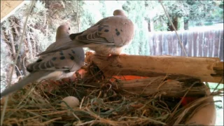 mourning dove family part 1 nesting laying and egg care 