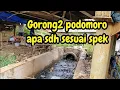 Lagu GORONG2 PODOMORO HINGGA MANG JAMAR MASIH MELEBARKAN KALI WADAS❗️#kdm 