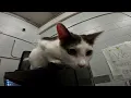 Cats and kittens are helping inmates heal thanks to a Flagler County rehabilitation program