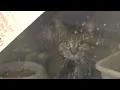 St Joseph Animal Shelter offering free adoptions June 7
