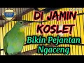 Download Lagu Cucak Ijo Betina Gacor Bocor | Pancingan Bunyi Untuk Cucak Ijo Jantan