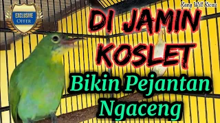 Download Cucak Ijo Betina Gacor Bocor | Pancingan Bunyi Untuk Cucak Ijo Jantan MP3