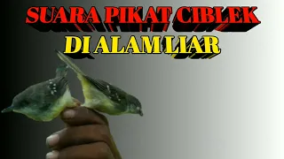 SUARA PIKAT CIBLEK ALAM LIAR || TERBUKTI AMPUH,,,,,!