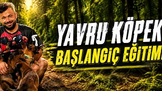 Yavru köpek ısırdı beni yaaa😂 #eyüpdoğan #eyyüpdoğan #malinois #belçikakurdu 