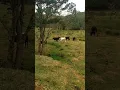 Download Lagu Teodoro e Sampaio.              E mentira dela.