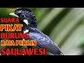 Download Lagu Suara pikat burung raja perlin sulawesi