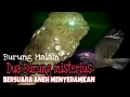 Download Lagu Suara Burung Malam Cuit cuit dan twak twak Dekat Rumah