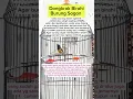 Download Lagu Dongkrak birahi burung sogon #shorts #sogon #kicaumania #sogonmjl #fyp