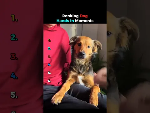 Ranking Dog Hands In Moments