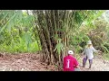Download Lagu NGAMBI TUBU MANIS BA KEBUN.