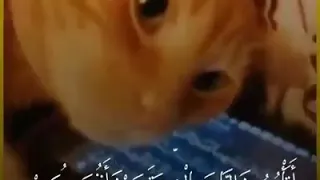 أتأمرون الناس بالبر وتنسون أنفسكم تلاوة رائعة لعبد الرحمن مسعد 