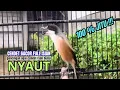 Lagu burung cendet gacor MATERI KASAR untuk PANCINGAN CENDET AGAR BUNYI bikin BURUNG PENTET GACOR EMOSI