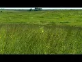 Iowa Prairie Restoration Iowa Land and Sky