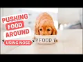 Why Do Dogs Push Food Around With Their Nose - 5 Explanations Why