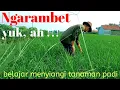 Download Lagu Ngarambet di Sawah|| Belajar Menyiangi Tanaman Padi