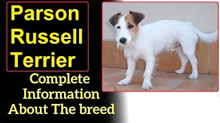 Download Parson Russell Terrier. Pros and Cons, Price, How to choose, Facts, Care, History MP3
