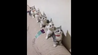 حالات واتس بدر العزي يا حبيبي يا محمد صلوا عليه 