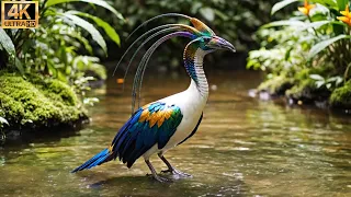 Unbelievably Strange Birds of the World | 4K Nature ASMR