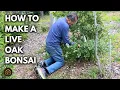 Cutting Down an Oak Tree 1 Year Update on My Oak Bonsai