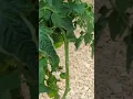 TOP 5 ways to combat blight on your tomato plants part