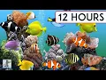 Download Lagu CORAL REEF AQUARIUM COLLECTION • 12 HOURS • BEST RELAX MUSIC • SLEEP MUSIC