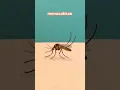 Kenapa digigit nyamuk bisa bikin bentol? #shorts #nyamuk #mosquito