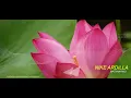 Download Lagu Matahariku - Nike Ardilla (Lirik)