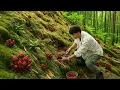 Ngoc Cau Mushroom. A Day Foraging Rare Mountain Herbs For Traditional Remedies | Trieu Lam