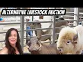 Behind-the-Scenes at the Alternative Livestock Auction Must-See