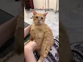 Download Lagu Ndut Ndut Ndut si kucing gendut 🐈