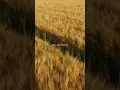 Download Lagu Bad Liar (Imagine Dragons) #music #song #love #new #nature