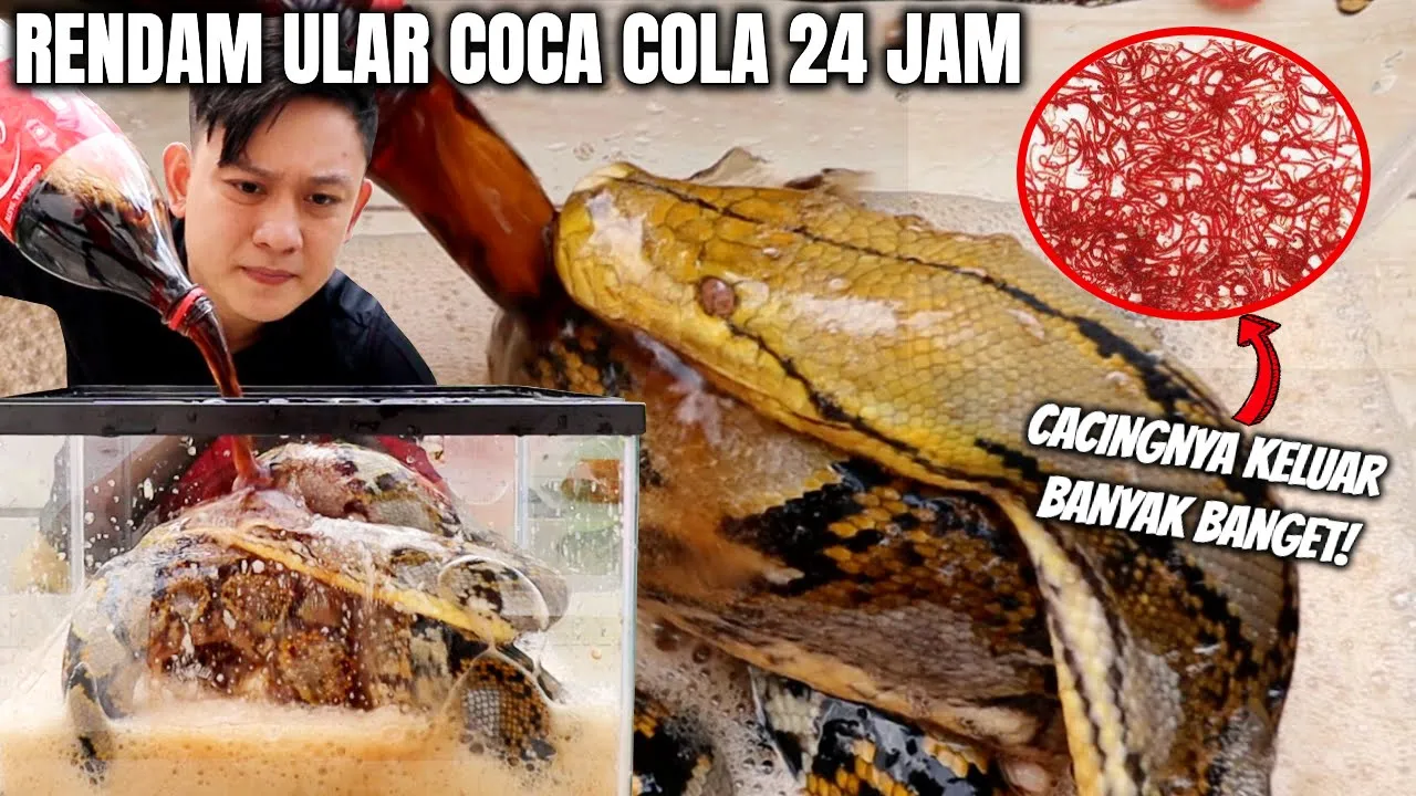 
          
          
          
            
            ULAR RENDAM COCA COLA PARASITNYA BANYAK BANGET. LEBIH DARI KEPALA BABI!
          
        . 