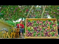 Download Lagu Harvest Purple Star Apples To Sell At The Market, Take Care Of The Vegetable Garden And Livestock