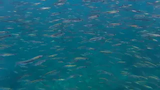 Facts Capelin