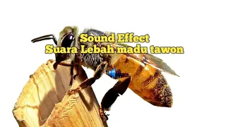 Download suara Lebah Madu Tawon | sound of a honey bee  #asmr #soundeffects  #whitenoise MP3