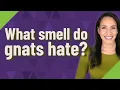 What smell do gnats hate