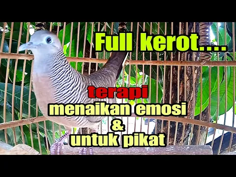 Download MP3 Perkutut lokal gacor full kerot terapi menaikan emosi dan untuk pikat