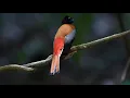 Download Lagu A male Scarlet-rumped Trogon