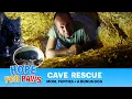 CAVE rescue with lots of puppies and a bonus dog who read my mind