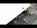 What are German Black Bees Apis Mellifera Mellifera Dark European honey bees